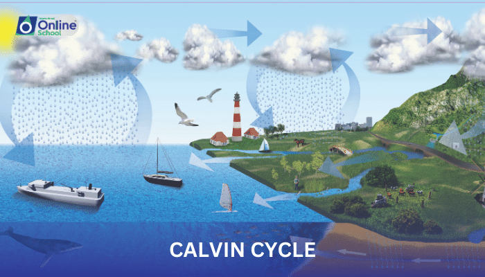 Lesson 05: The Calvin Cycle
